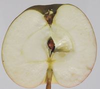 Brændekilde æble